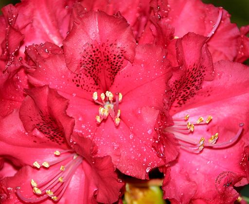 Rhododendron 8T84D-24.JPG